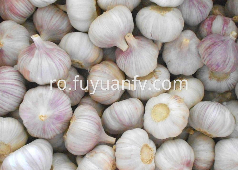 Normal White Garlic